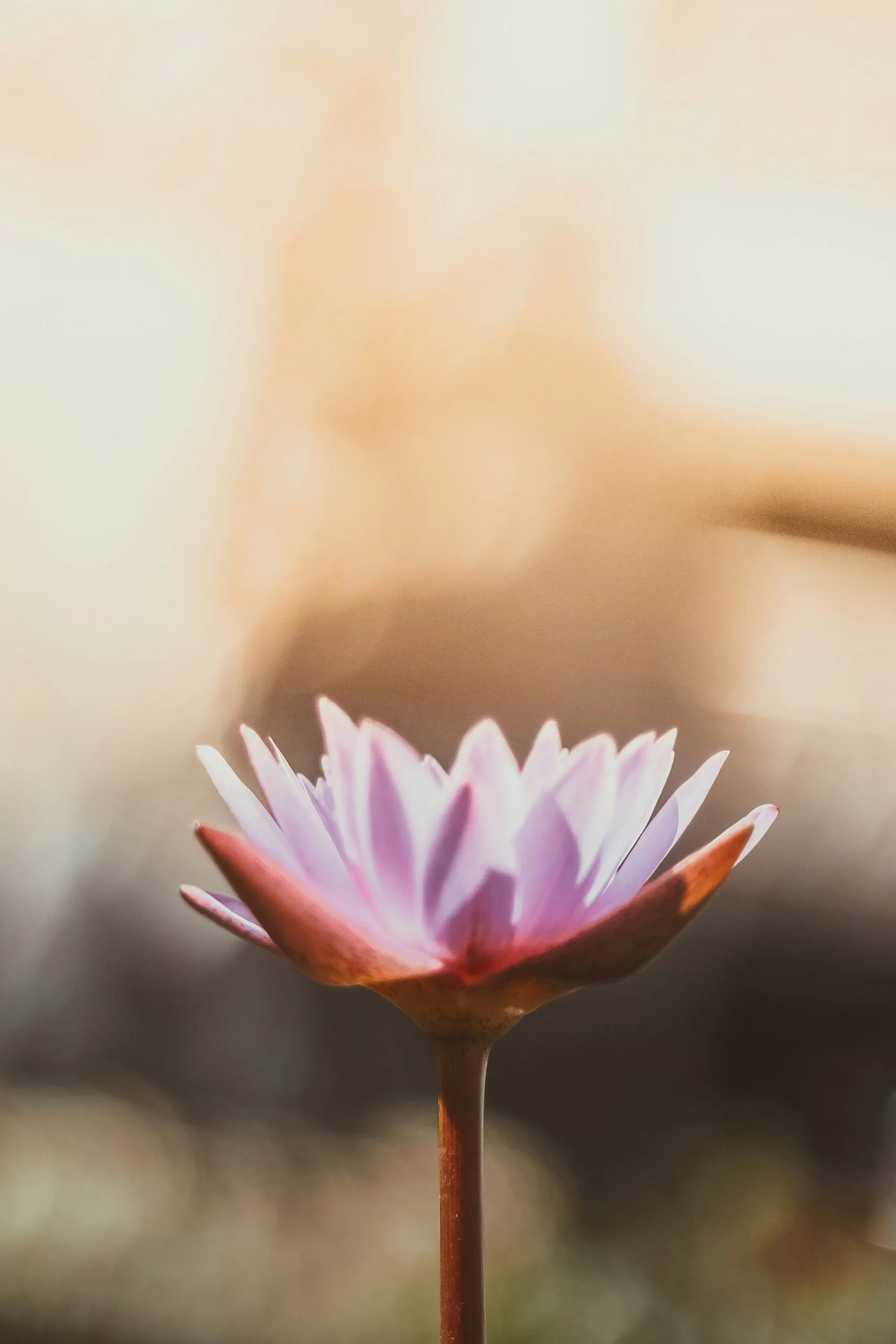 Lotus mauve dans une lumière dorée